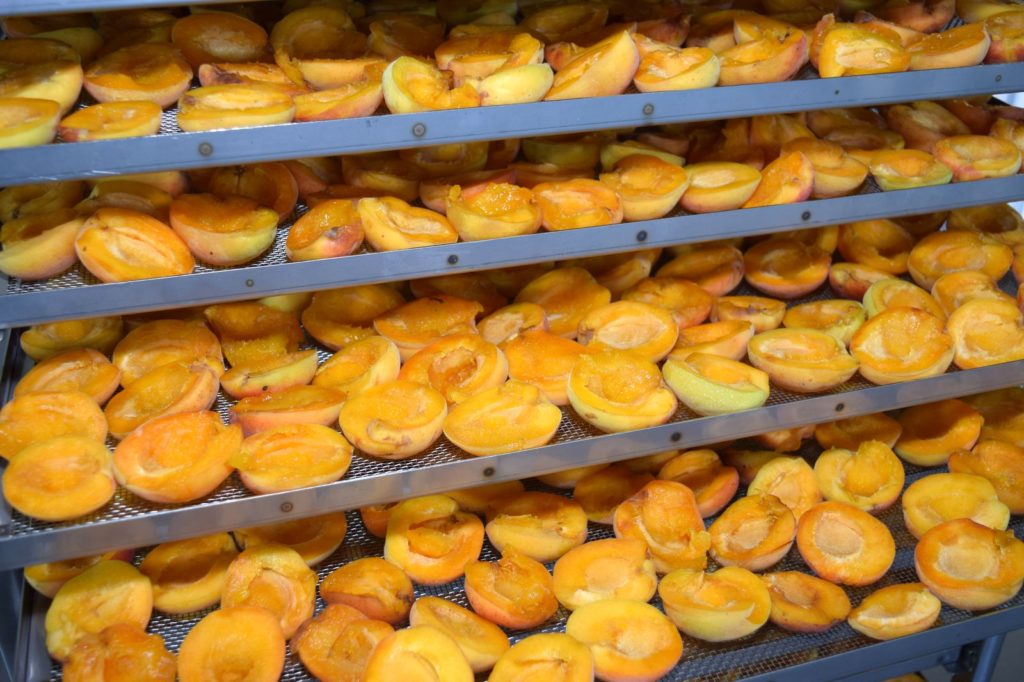 Apricots halves on dehydrator trays